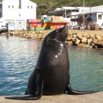 South Africa, Cape Town, Hout Bay, Seal