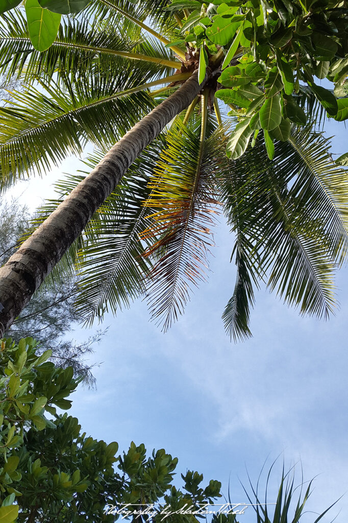 Thailand Khao Lak Palms by Sebastian Motsch