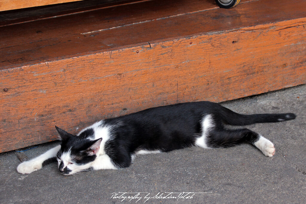 Thailand Panyee Island Cat Photo by Sebastian Motsch