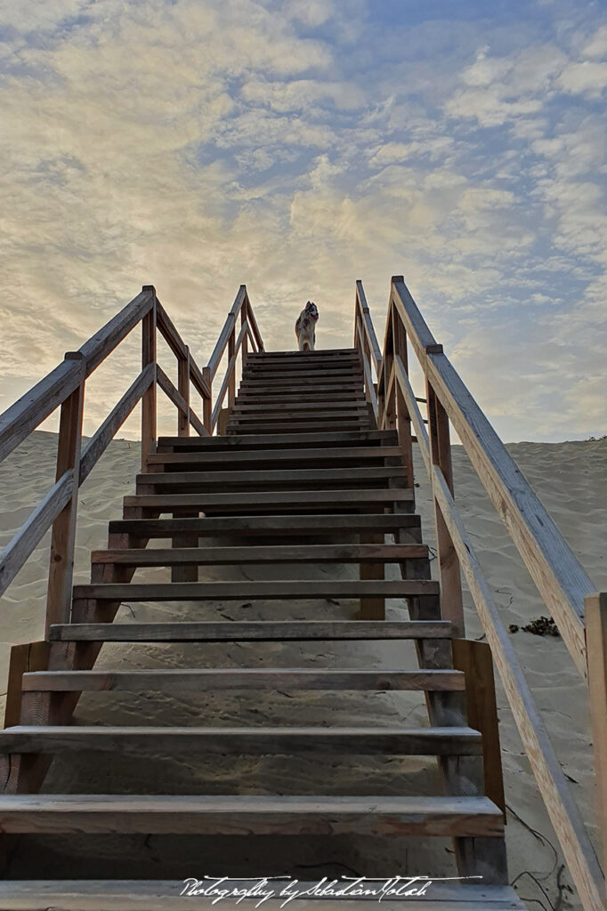 Dog on Dune Stairs Cap Homy Plage France by Sebastian Motsch