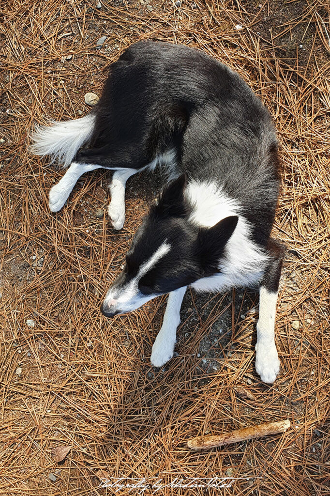 France Cap de l Homy Border Collie by Sebastian Motsch