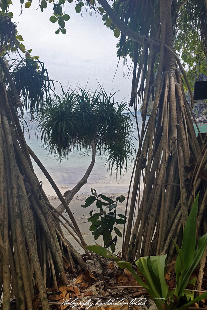 Thailand Rai Leh Beach with Palm Photo by Sebastian Motsch